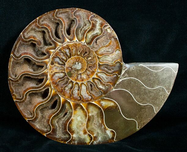 Large Inch Wide Ammonite (Half) #4118